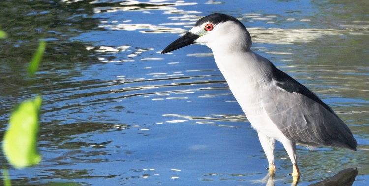 nigh-crowned black heron